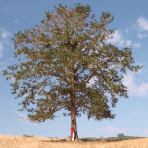 Large tree with a person standing at the base