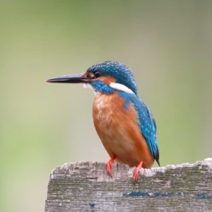 colorful exotic bird