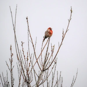 small bird perched on top of branches