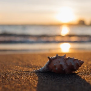 Beach scene with a sea shell on the sand