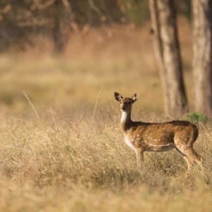 Deer standing in a wild field